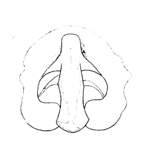 species