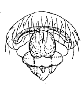 speciesimage