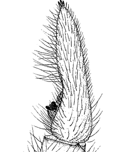 speciesimage