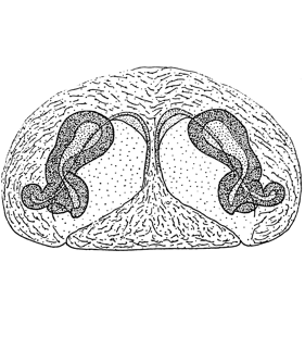 speciesimage