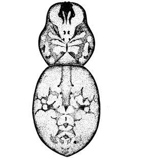 speciesimage