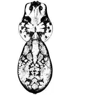 speciesimage