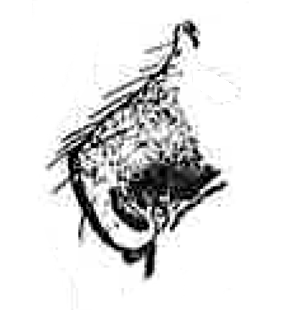 speciesimage