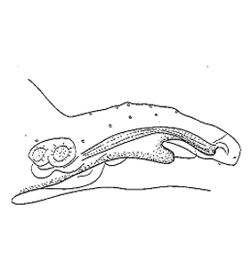 speciesimage