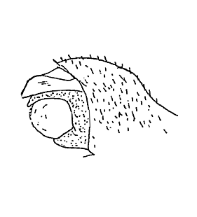 speciesimage