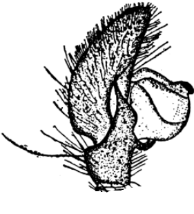 speciesimage