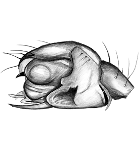 speciesimage