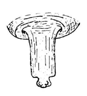 speciesimage