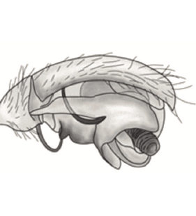 speciesimage