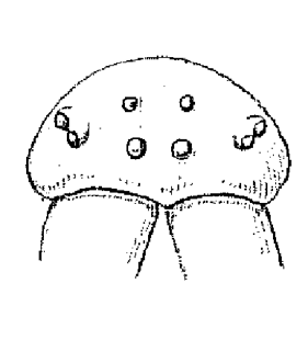 speciesimage