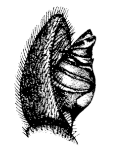 speciesimage