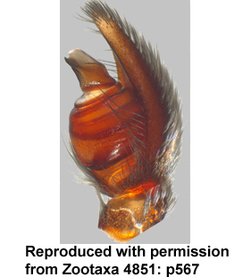 species