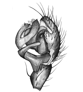 speciesimage
