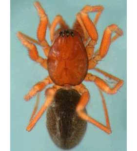 speciesimage