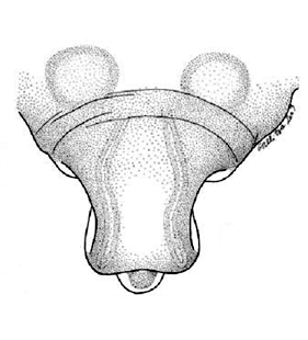 speciesimage