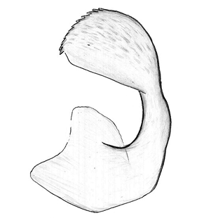 speciesimage