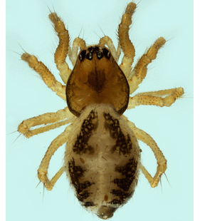 speciesimage