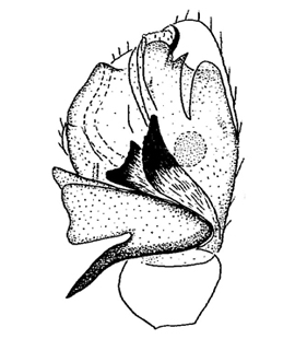speciesimage