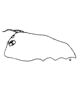 speciesimage