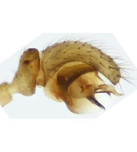 speciesimage