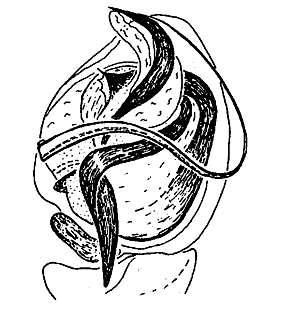 speciesimage