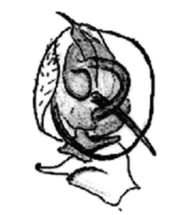 speciesimage