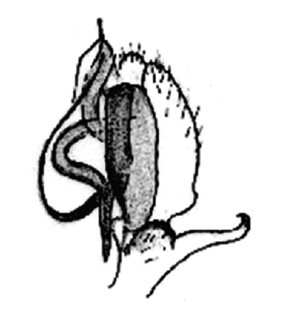 speciesimage