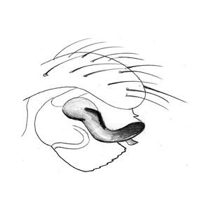speciesimage