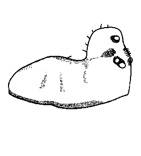 speciesimage