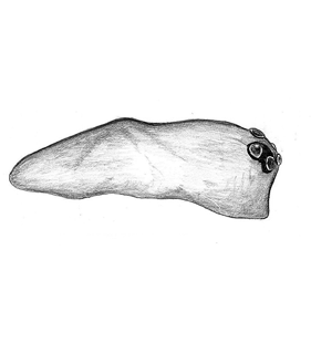 speciesimage