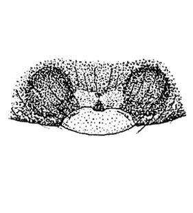 speciesimage