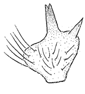 speciesimage