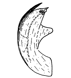 speciesimage