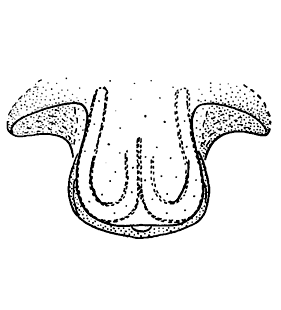 speciesimage