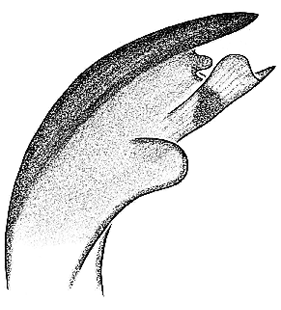 speciesimage