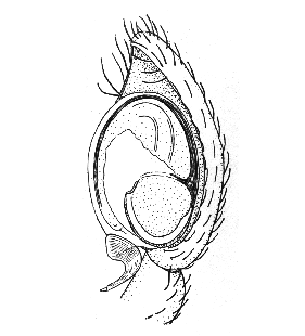 speciesimage