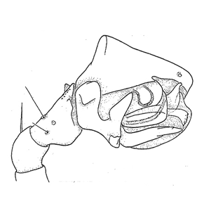 speciesimage