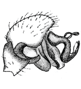 speciesimage