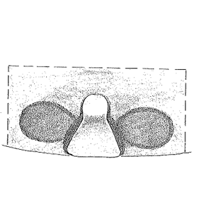 speciesimage