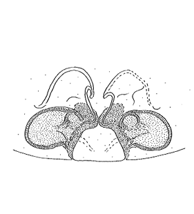 speciesimage