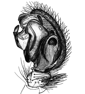 speciesimage
