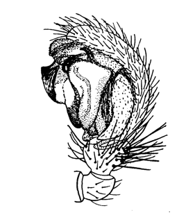 speciesimage