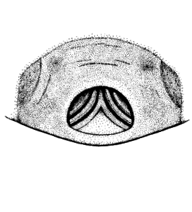speciesimage