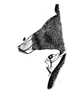 speciesimage
