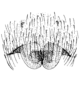 speciesimage