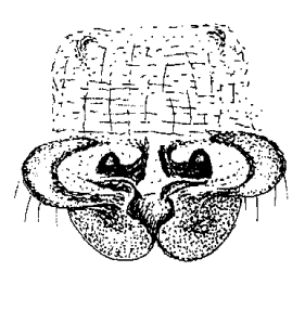 speciesimage