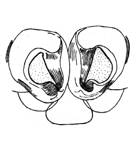 speciesimage