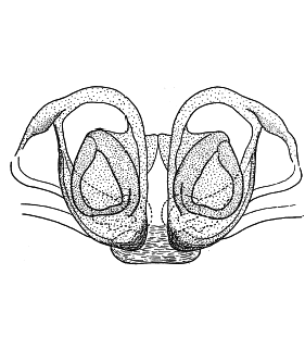 speciesimage