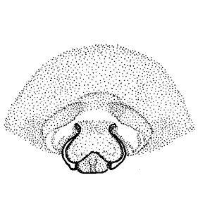 speciesimage