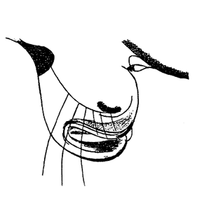 speciesimage